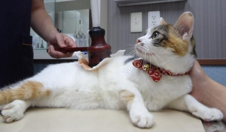猫の鍼灸に効果はあるの？期待できる病気や症状を中獣医の専門家が解説